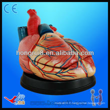 Modèle de coeur médical anatomique de haute qualité à vendre modèle de modèle jumbo de style nouveau modèle